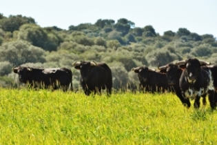 Ruta del caballo y el toro